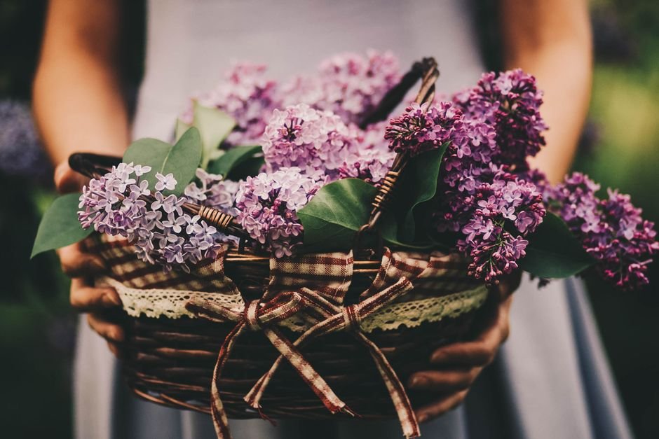 Basket of fresh lilac flowers held in hands, representing a floral spring gift theme